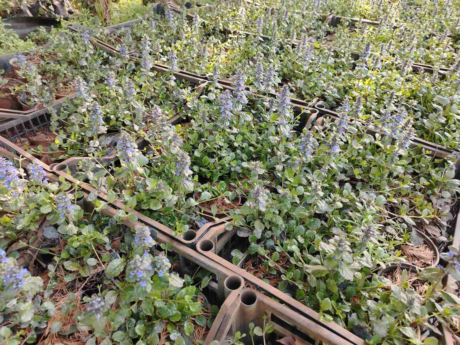 Ajuga reptans – sadnica, Rasadnik Tilija