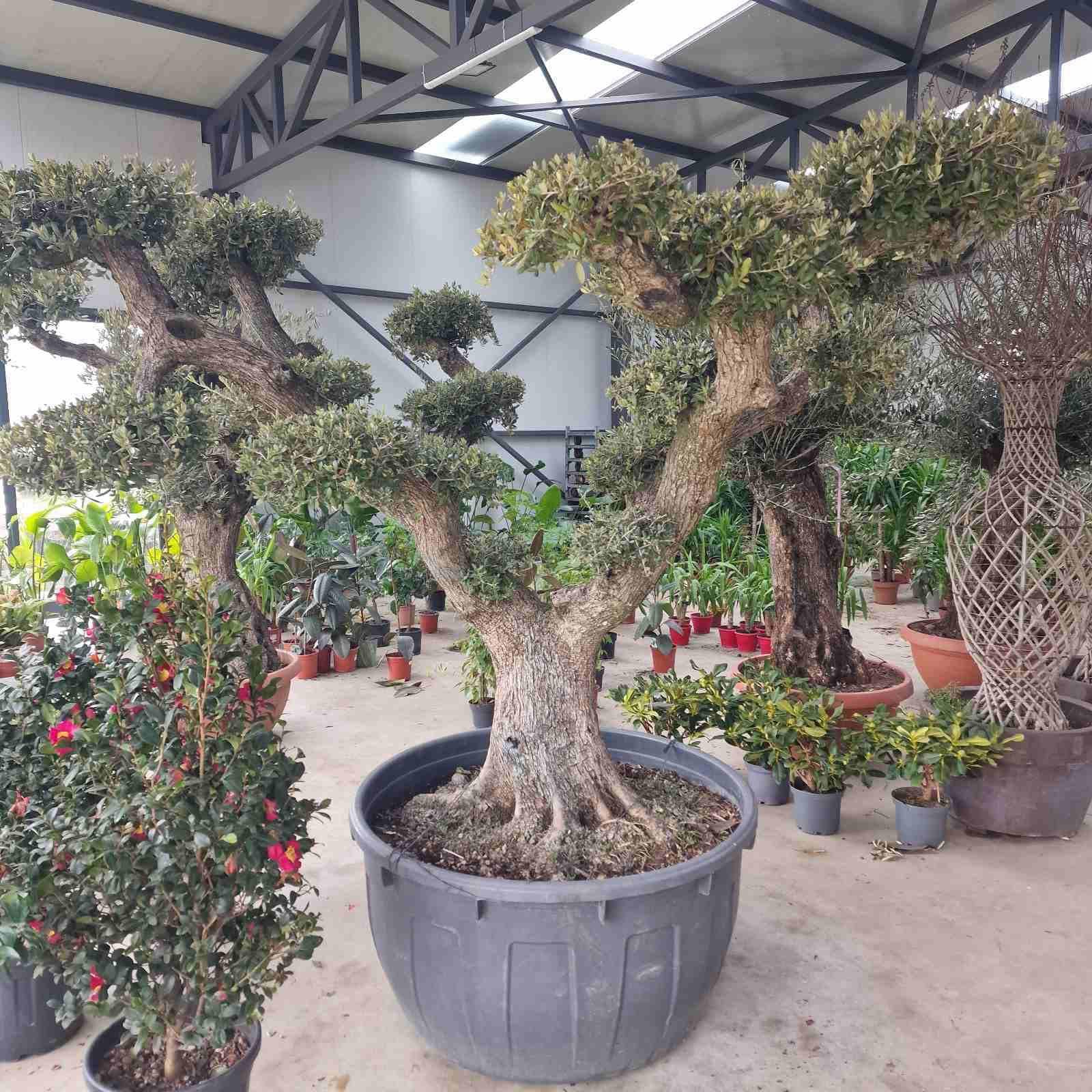 Bonsai – sadnica, Rasadnik Tilija
