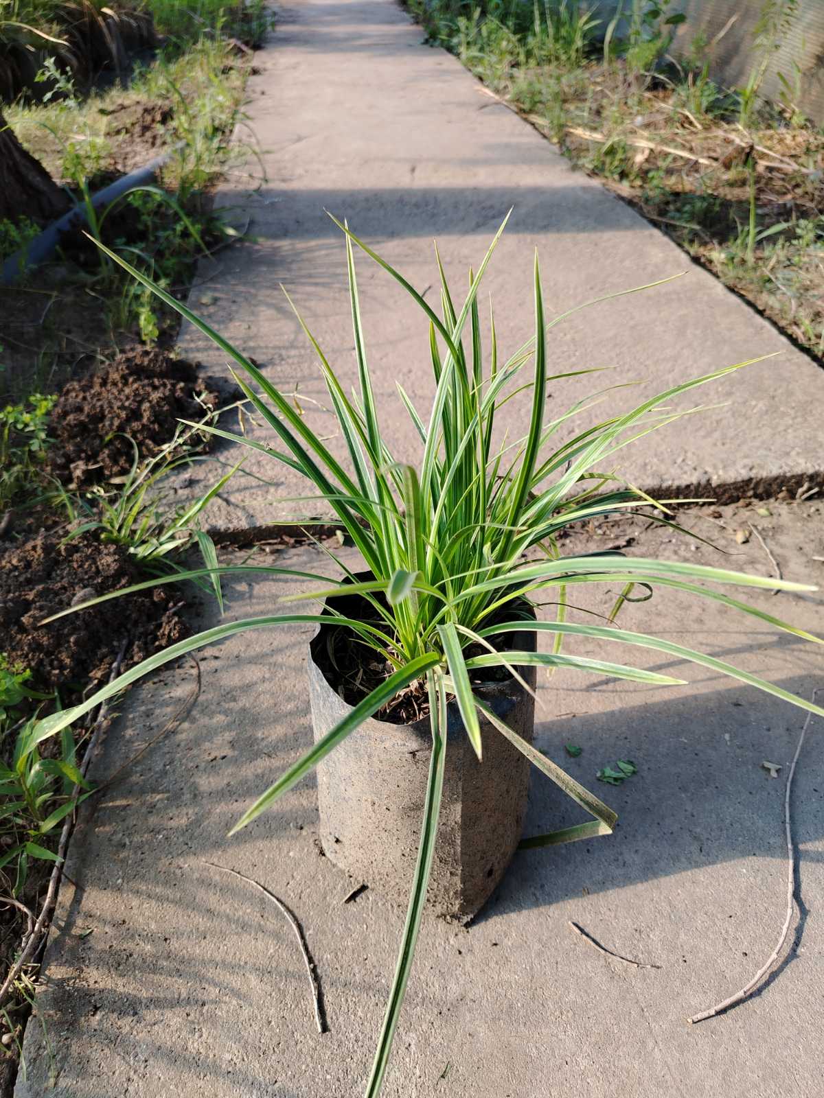 Carex morrowi 'Ice Dance' – sadnica, Rasadnik Tilija