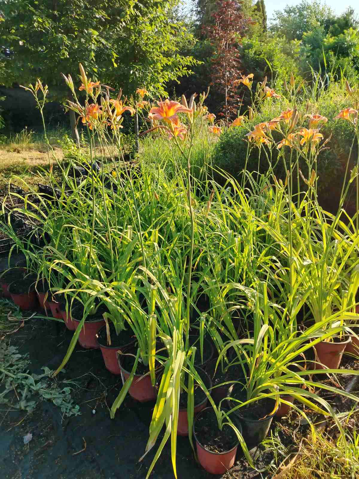 Hemerocallis – sadnica, Rasadnik Tilija