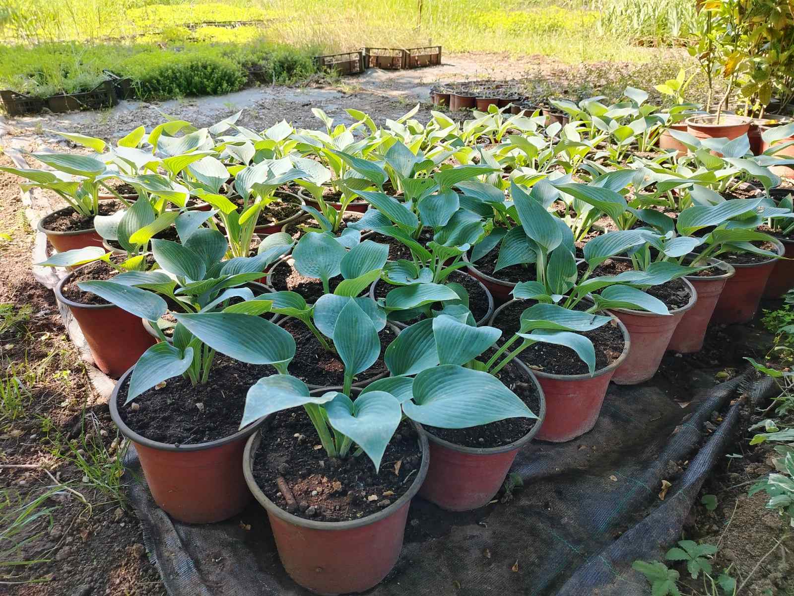 Hosta – fotografija 2