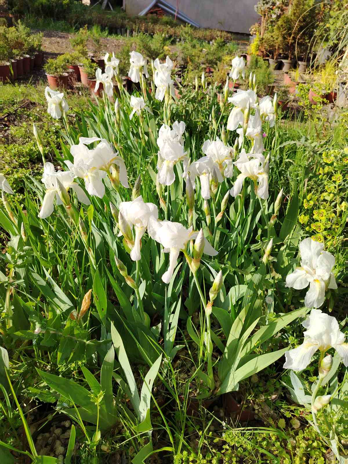 Iris (Perunika) – sadnica, Rasadnik Tilija