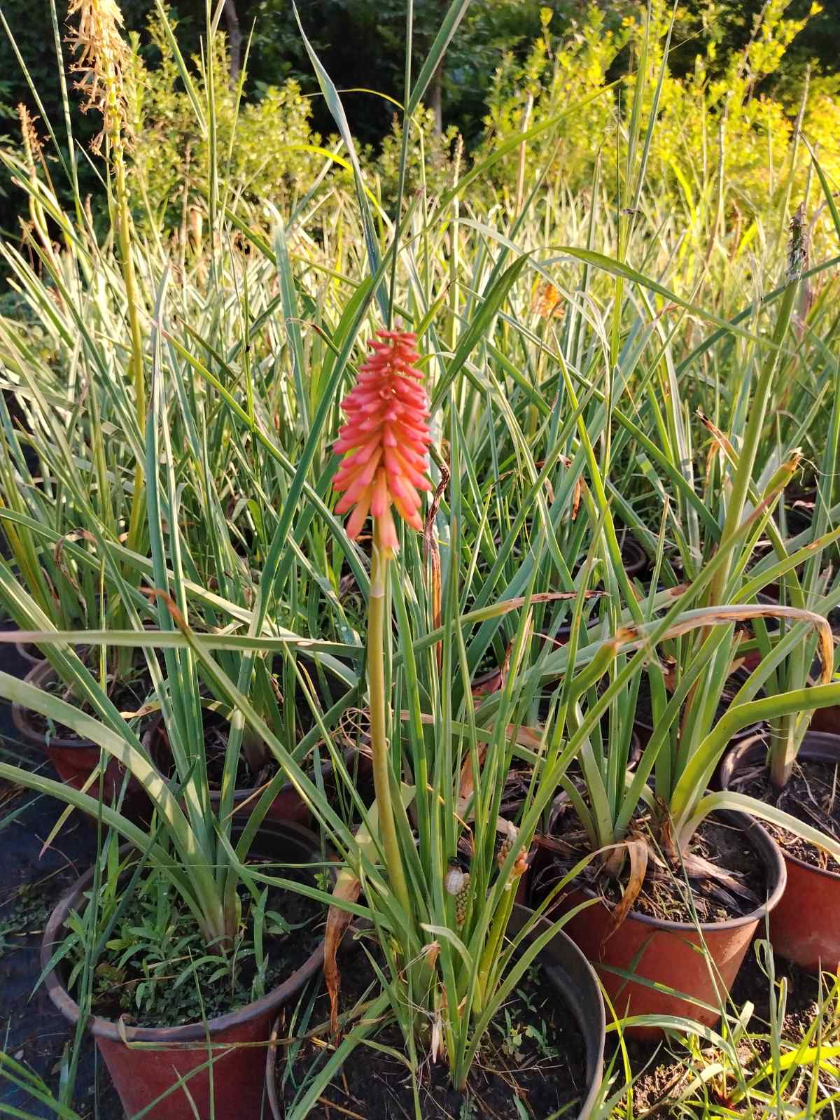 Kniphofia uvaria – sadnica, Rasadnik Tilija