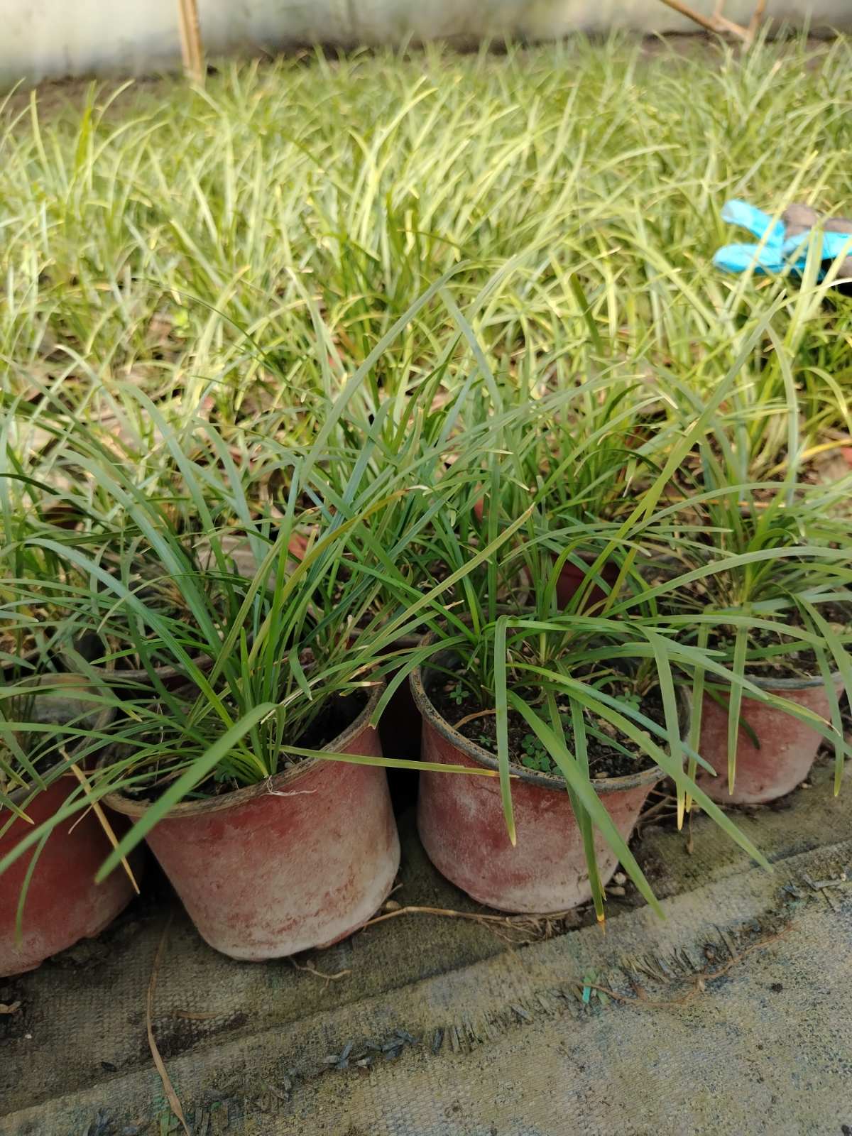 Ophiopogon japonicus – sadnica, Rasadnik Tilija