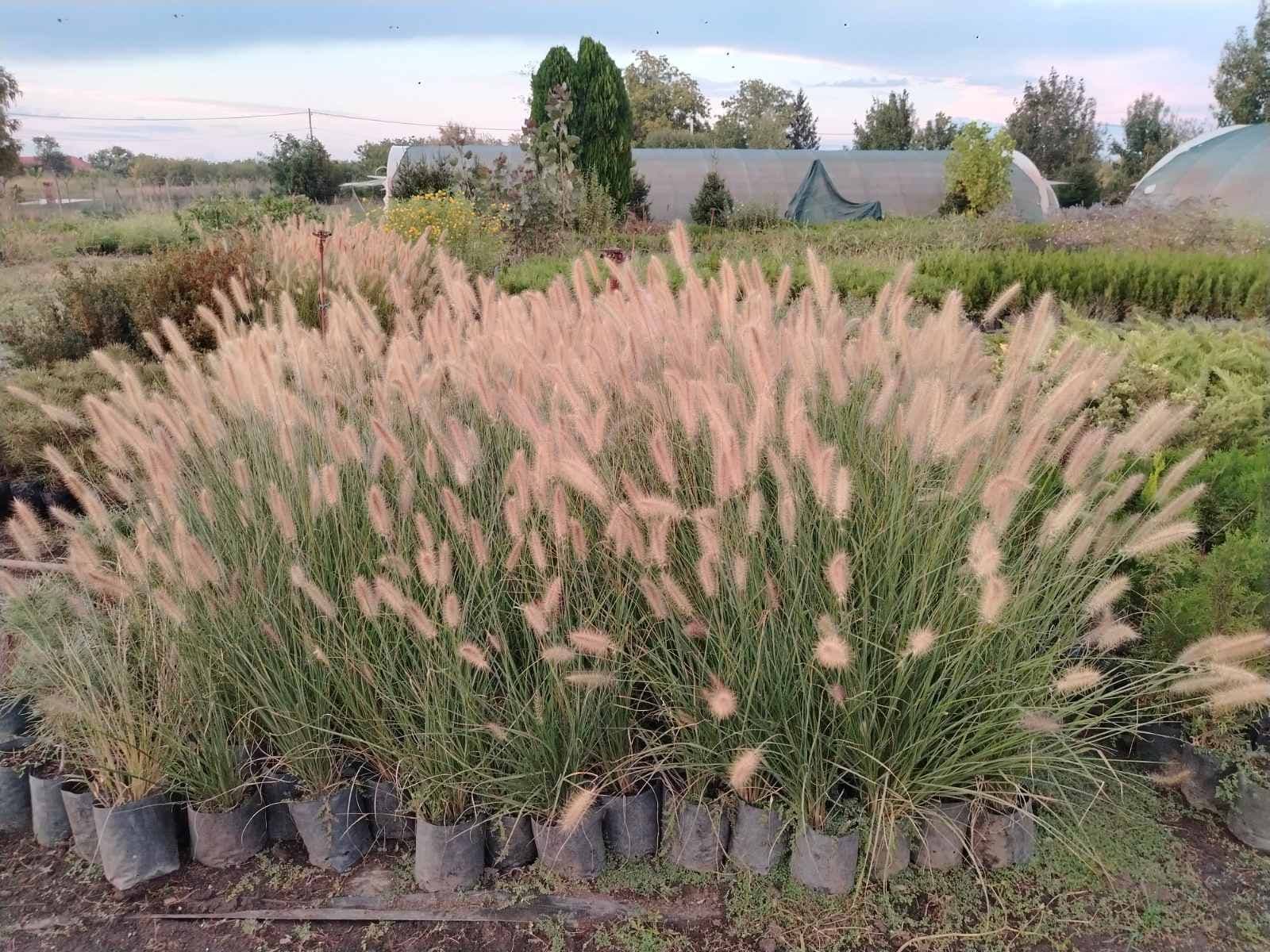 Pennisetum alopecuroides – fotografija 2