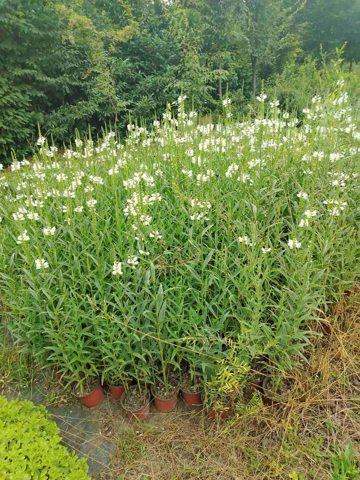 Physostegia alba – fotografija 2
