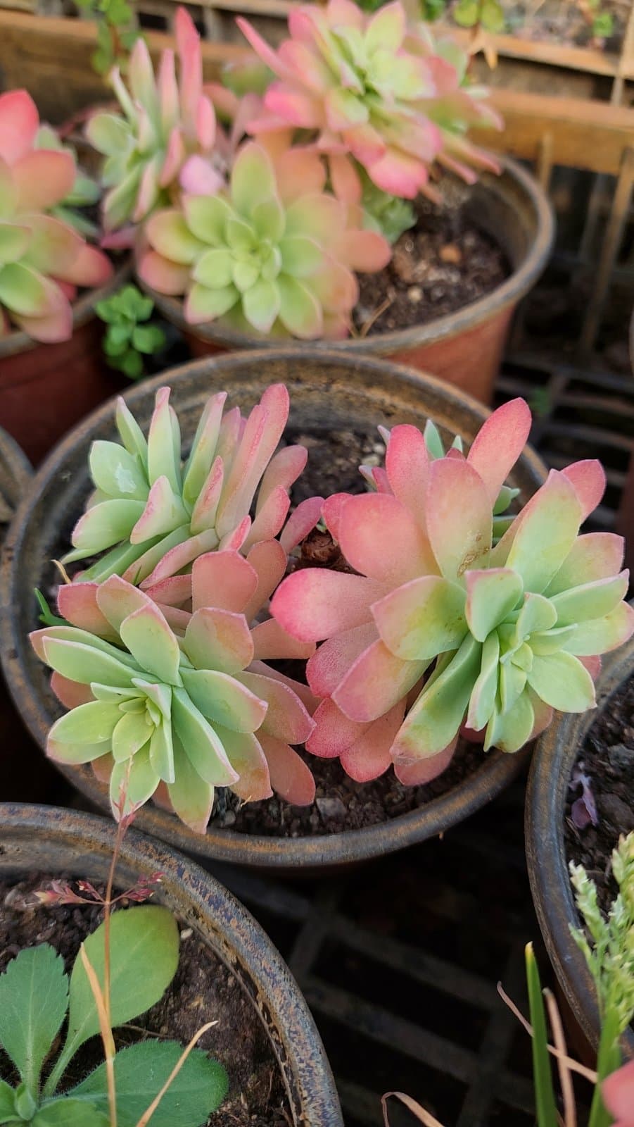 Sedum S. Watson – fotografija 2