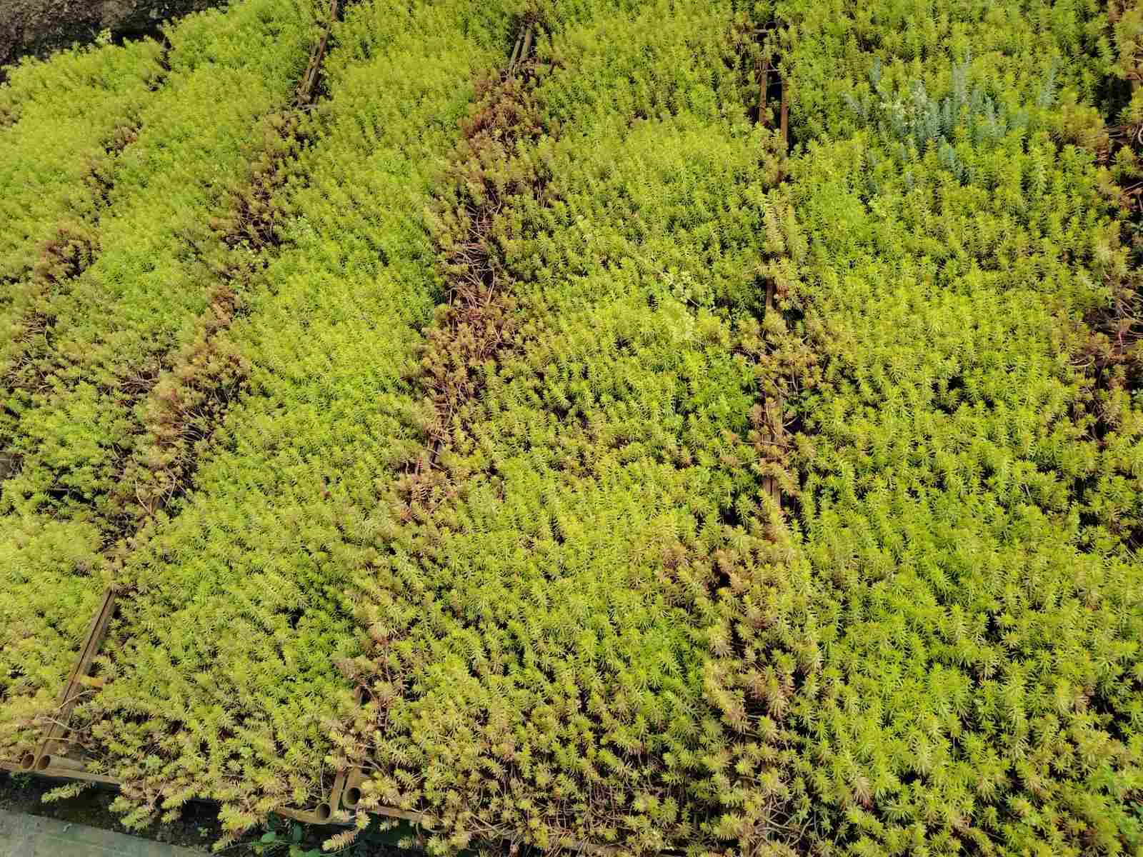 Sedum angelina – fotografija 2