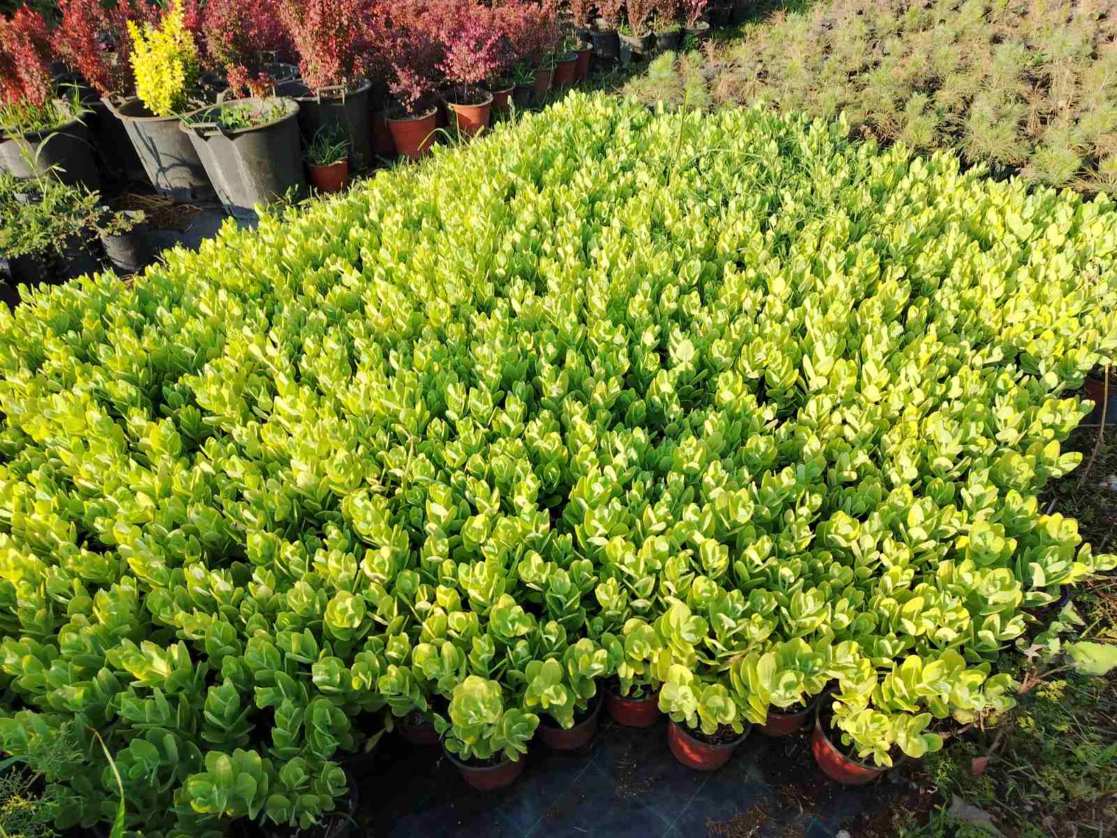 Sedum spectabile – sadnica, Rasadnik Tilija