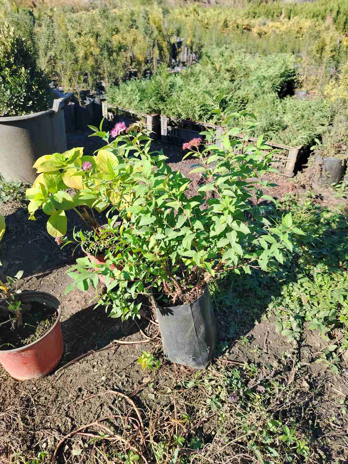 Spirea – fotografija 3