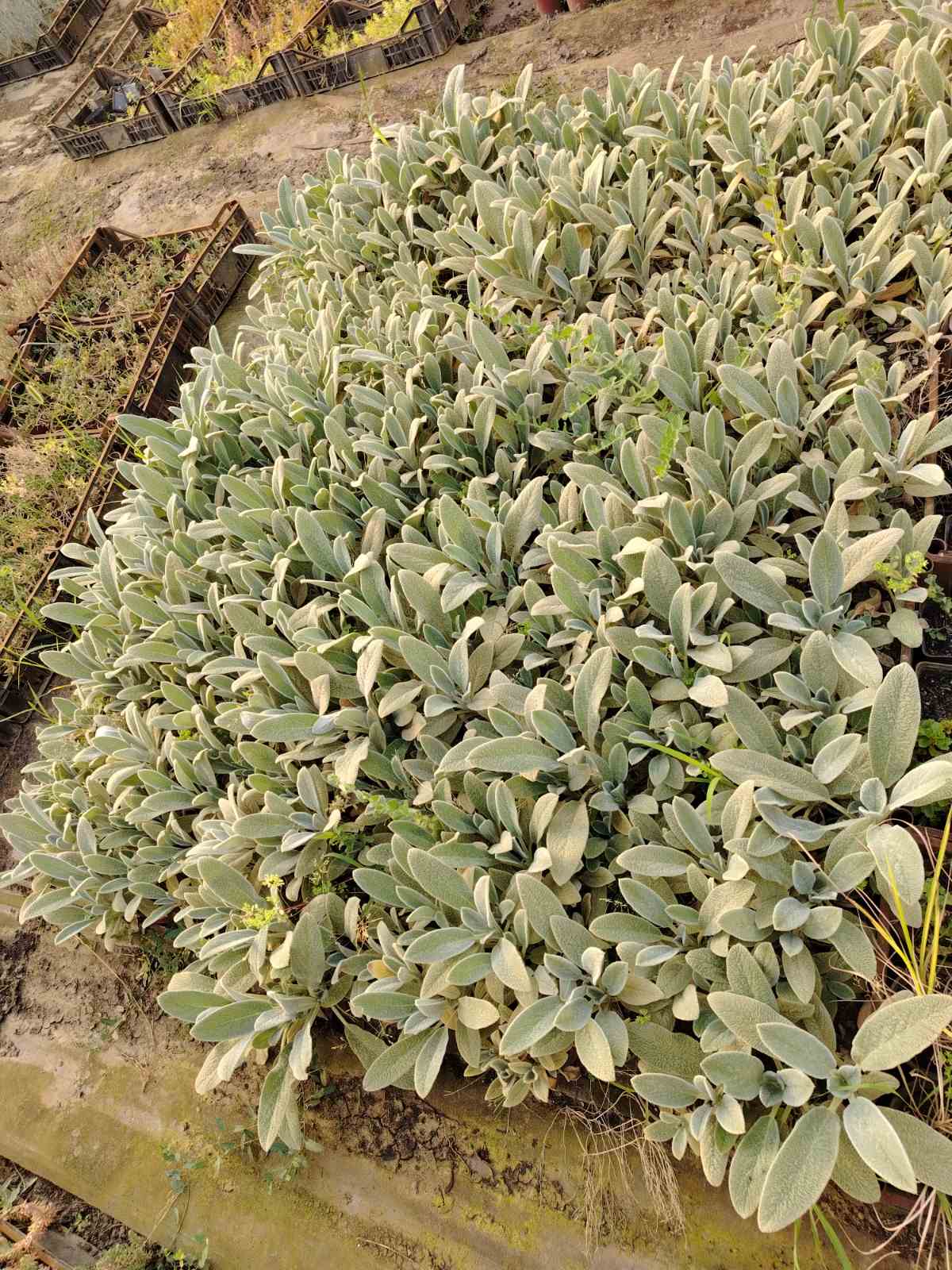 Stachys lanata – fotografija 2