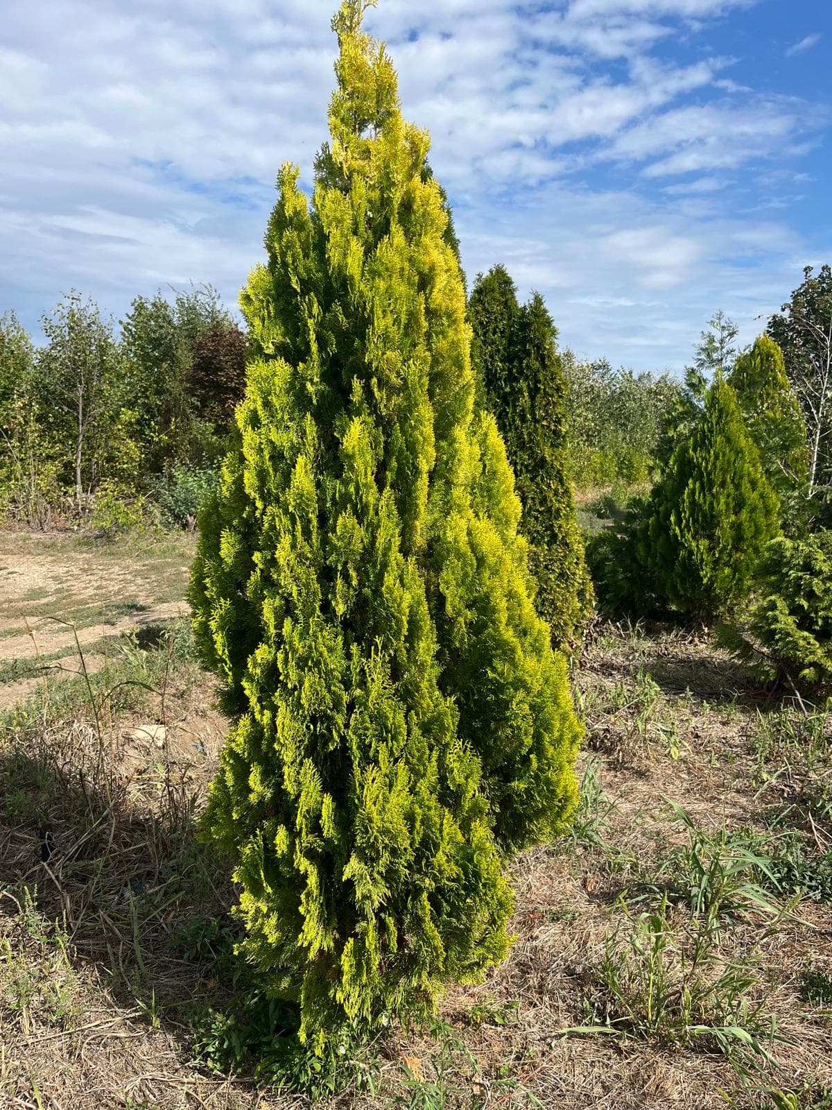 Thuja Orientalis – sadnica, Rasadnik Tilija