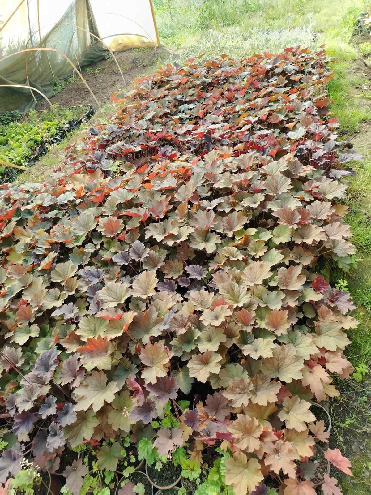 Heuchera – fotografija 2