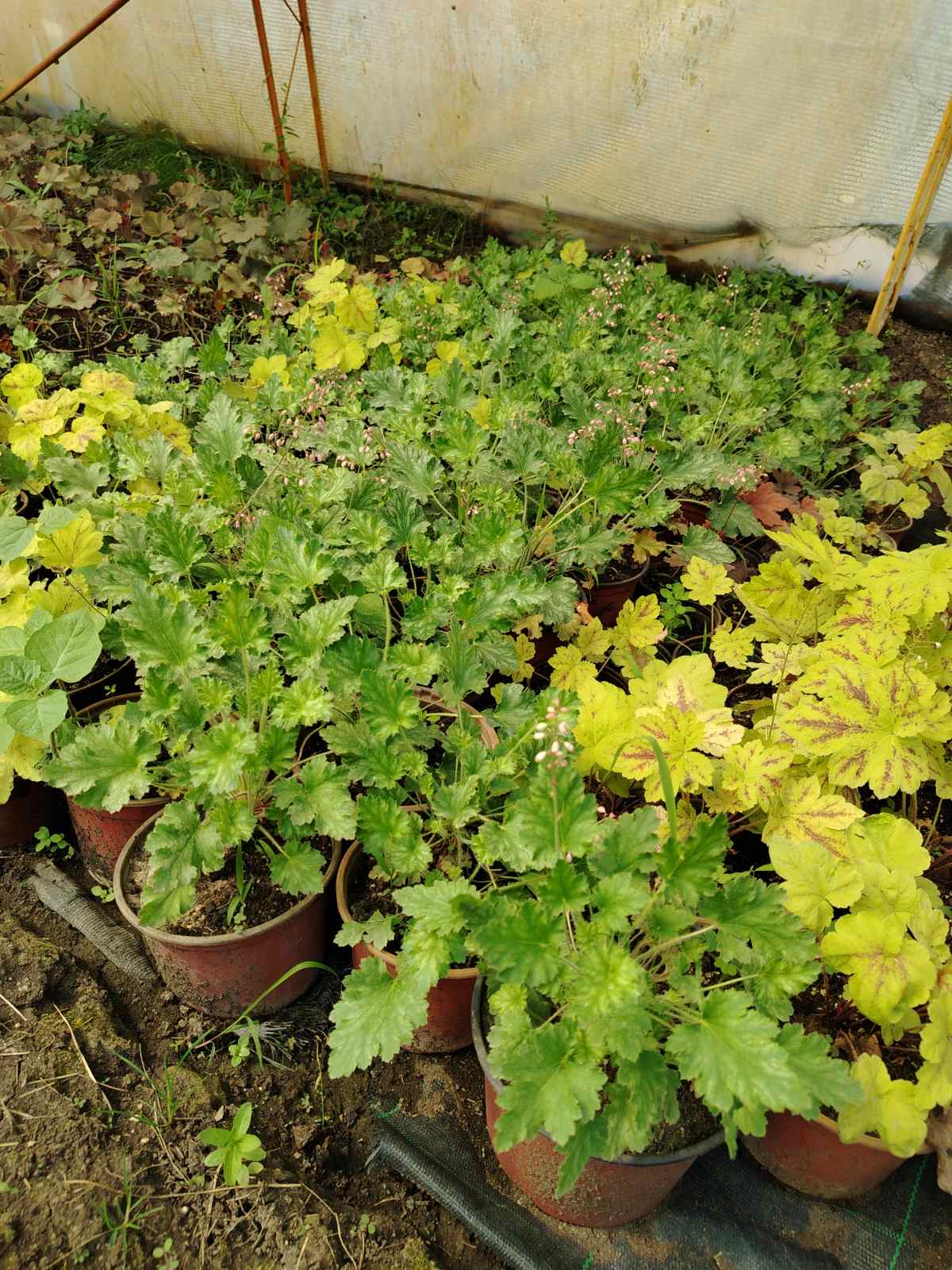 Heuchera – fotografija 3