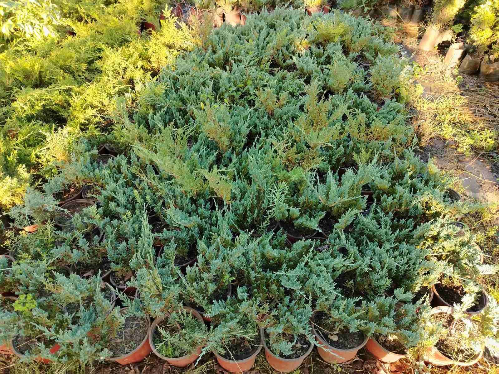 Juniperus Horizontalis – sadnica, Rasadnik Tilija