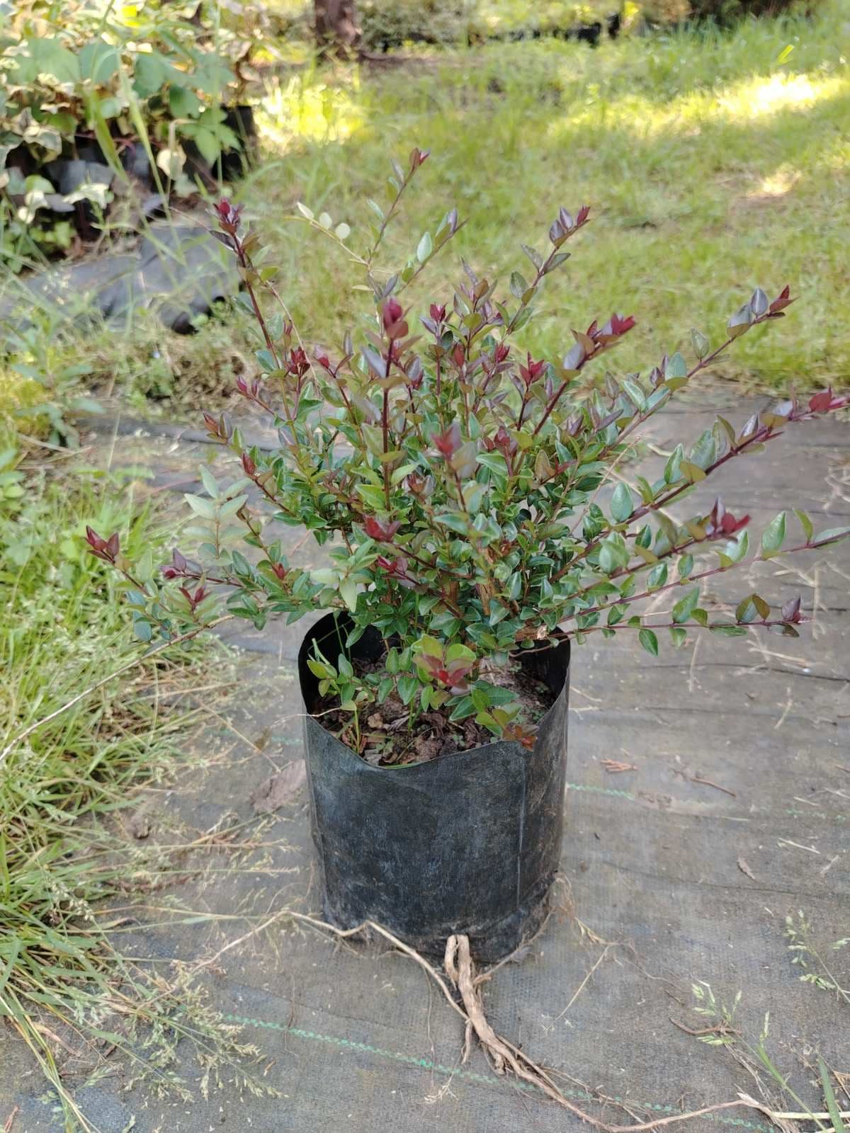 Lonicera Nitida – sadnica, Rasadnik Tilija