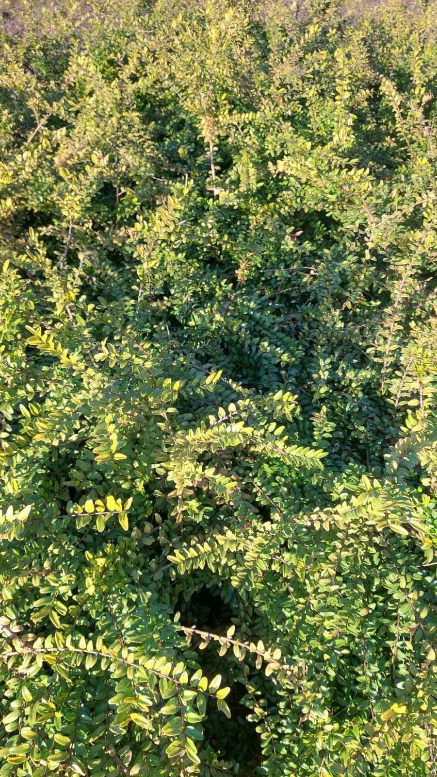 Lonicera Nitida – fotografija 2