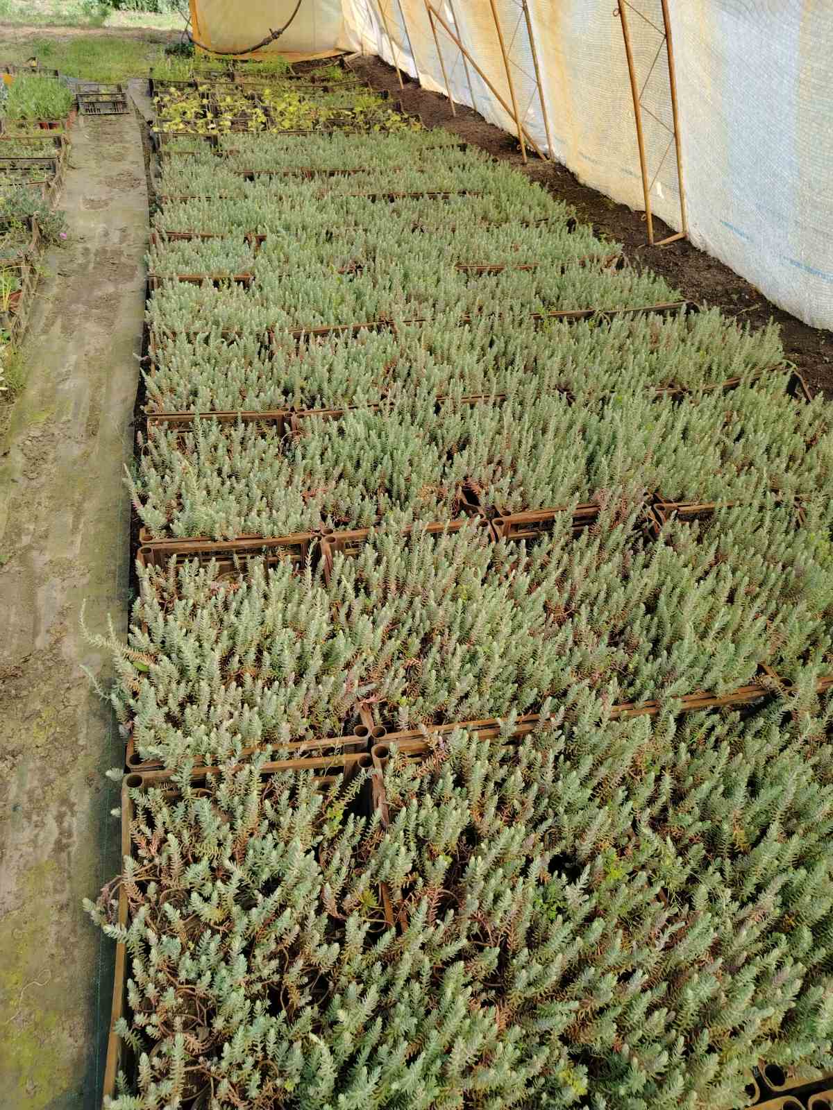Sedum rupestre 'Blue' – sadnica, Rasadnik Tilija