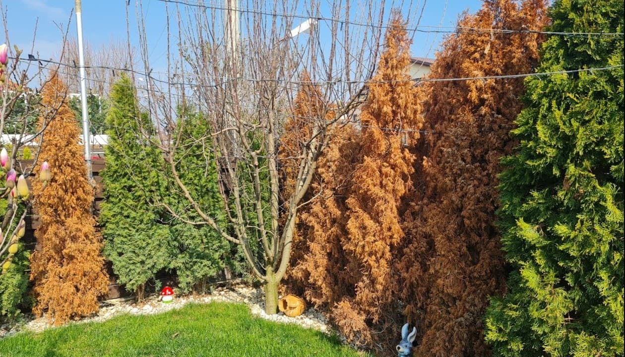 Zašto tuja žuti i suši se — kako da prepoznate pravi uzrok (i da li je normalno)