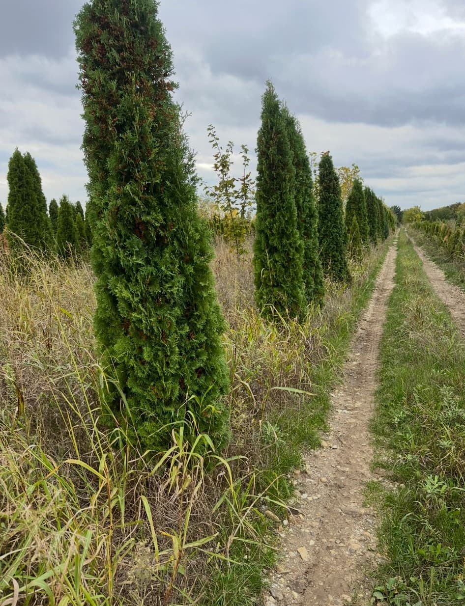 Tuja Smaragd – fotografija 2