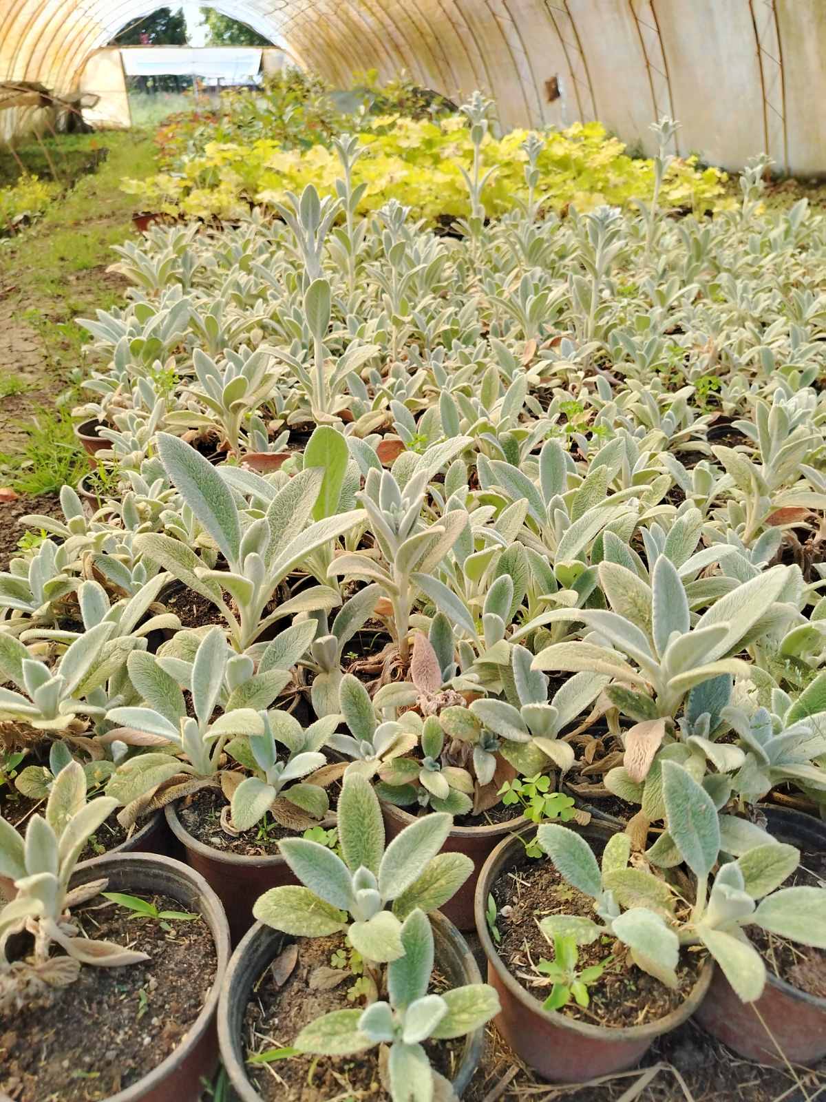 Stachys lanata – sadnica, Rasadnik Tilija