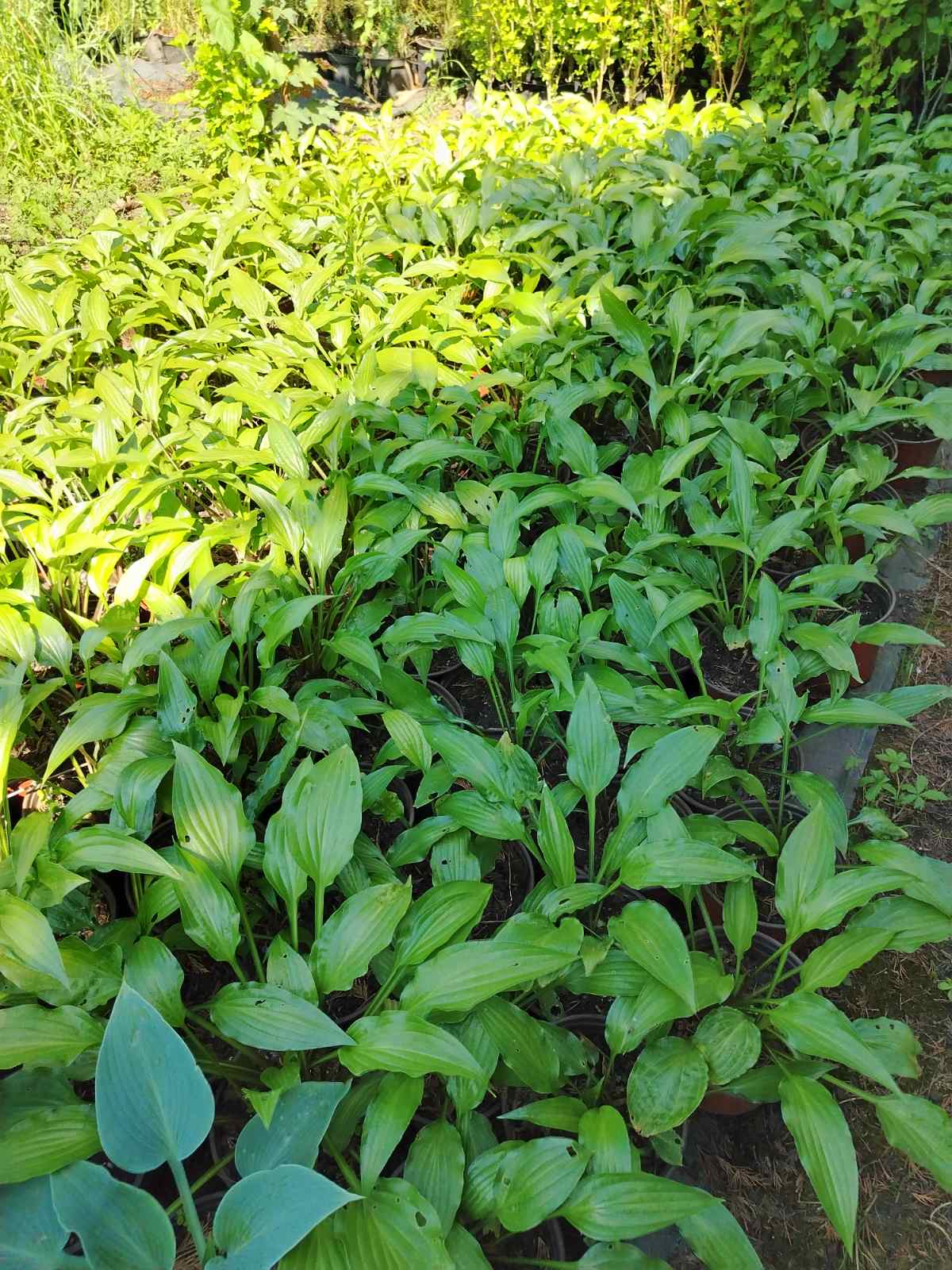 Hosta – sadnica, Rasadnik Tilija