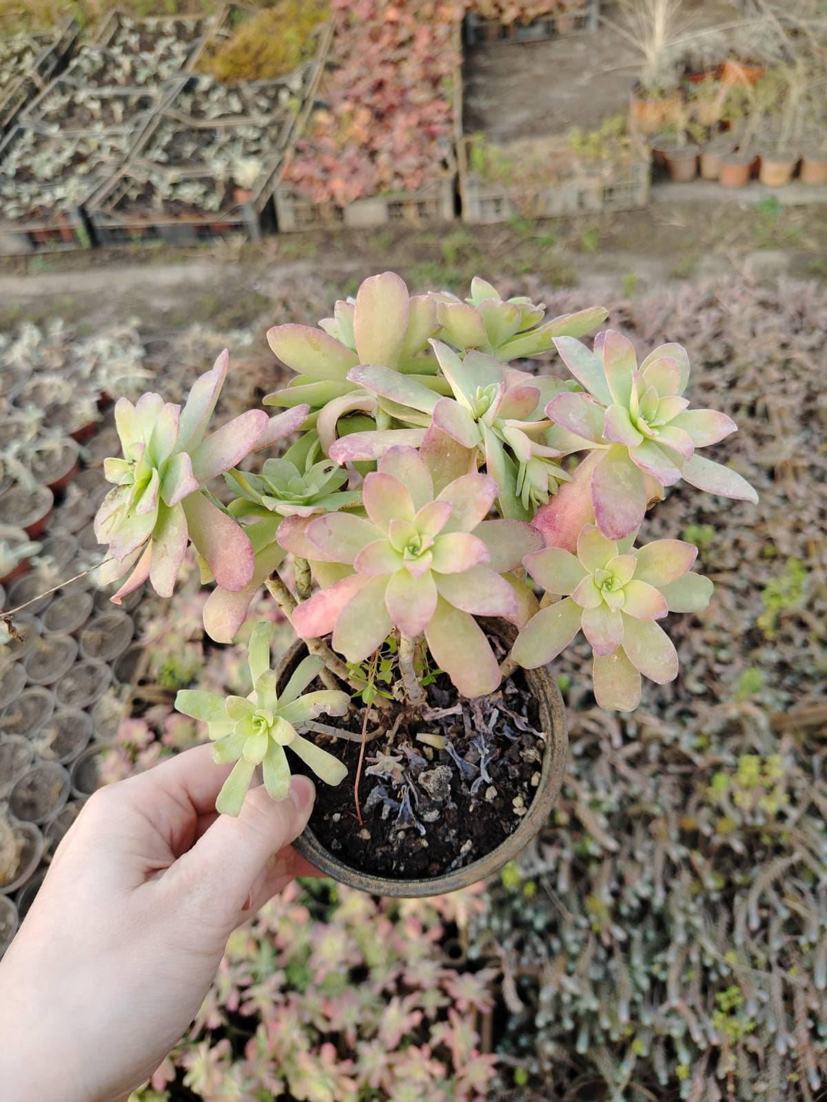 Sedum S. Watson – sadnica, Rasadnik Tilija