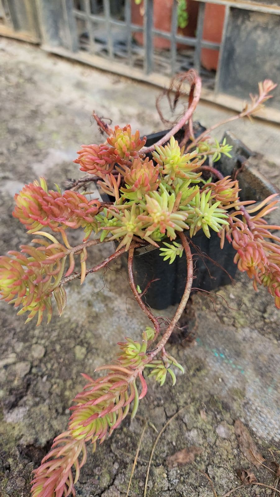 Sedum angelina – sadnica, Rasadnik Tilija