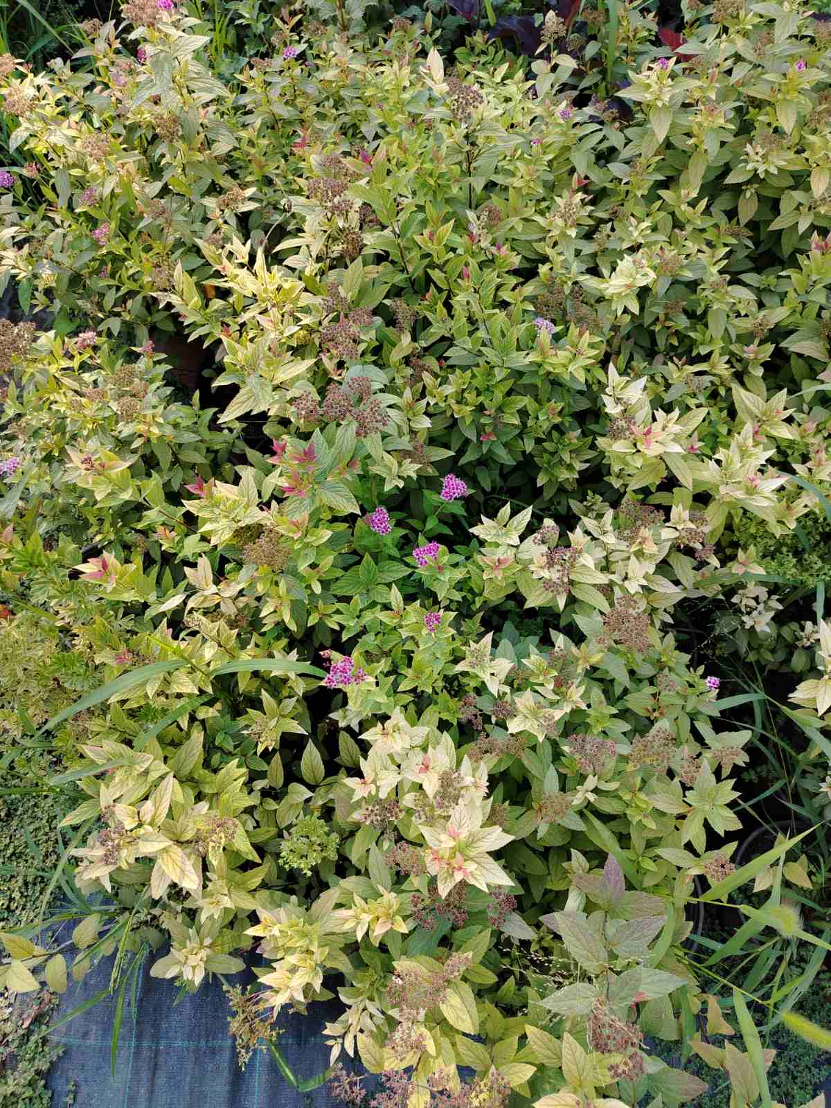Spirea – sadnica, Rasadnik Tilija