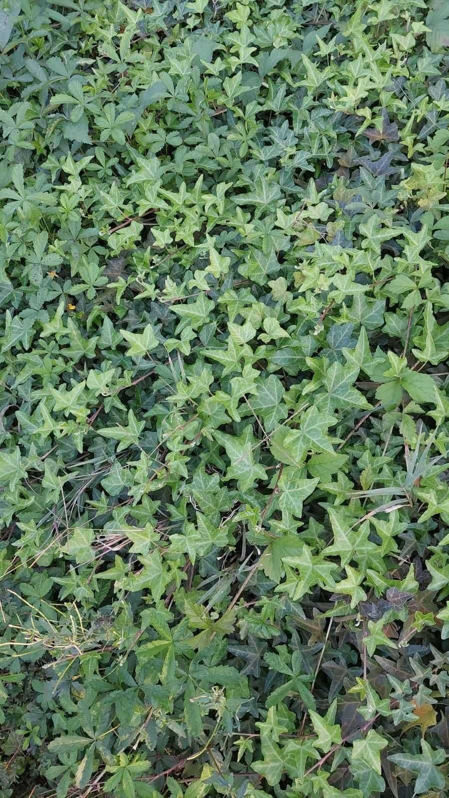 Bršljan (Hedera helix) – sadnica, Rasadnik Tilija