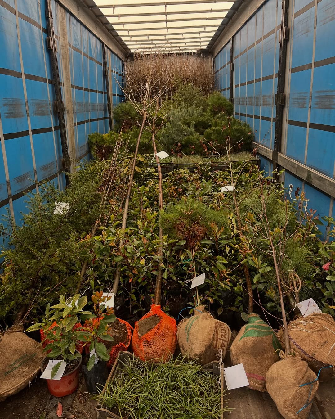 Rasadnik Tilija galerija 15