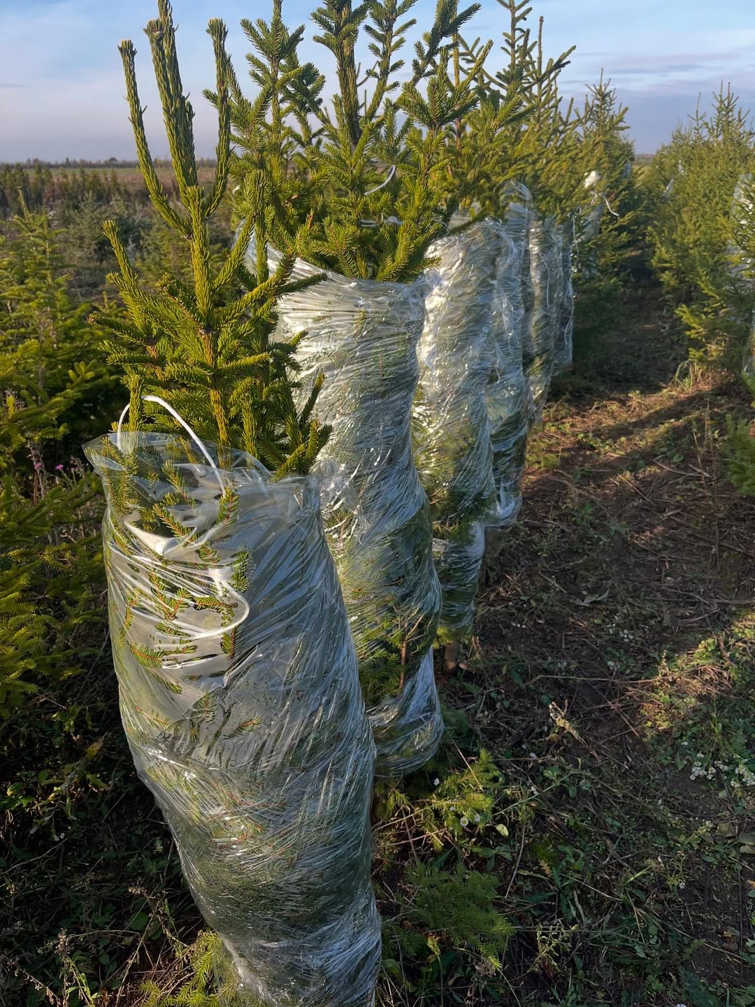 Rasadnik Tilija galerija 16