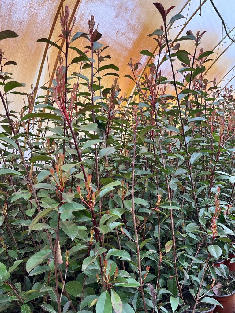 Rasadnik Tilija galerija 2