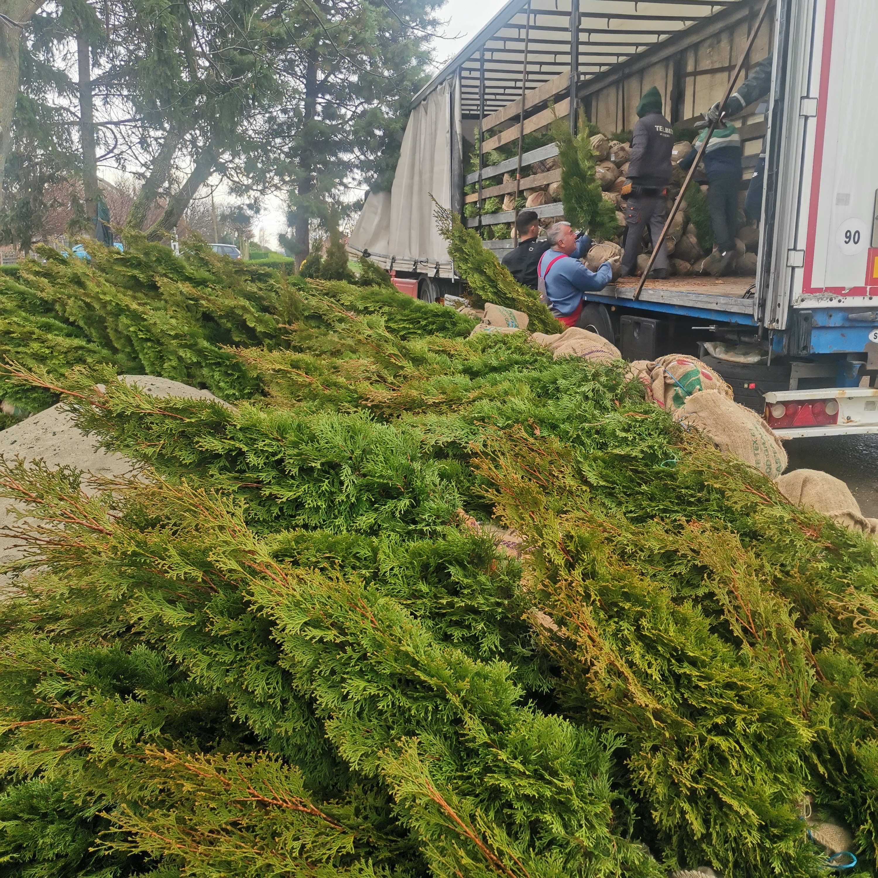 Rasadnik Tilija galerija 8