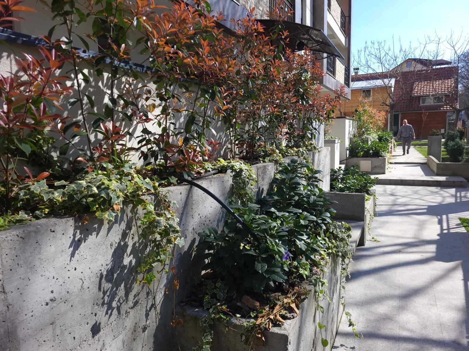 Rasadnik Tilija galerija 3