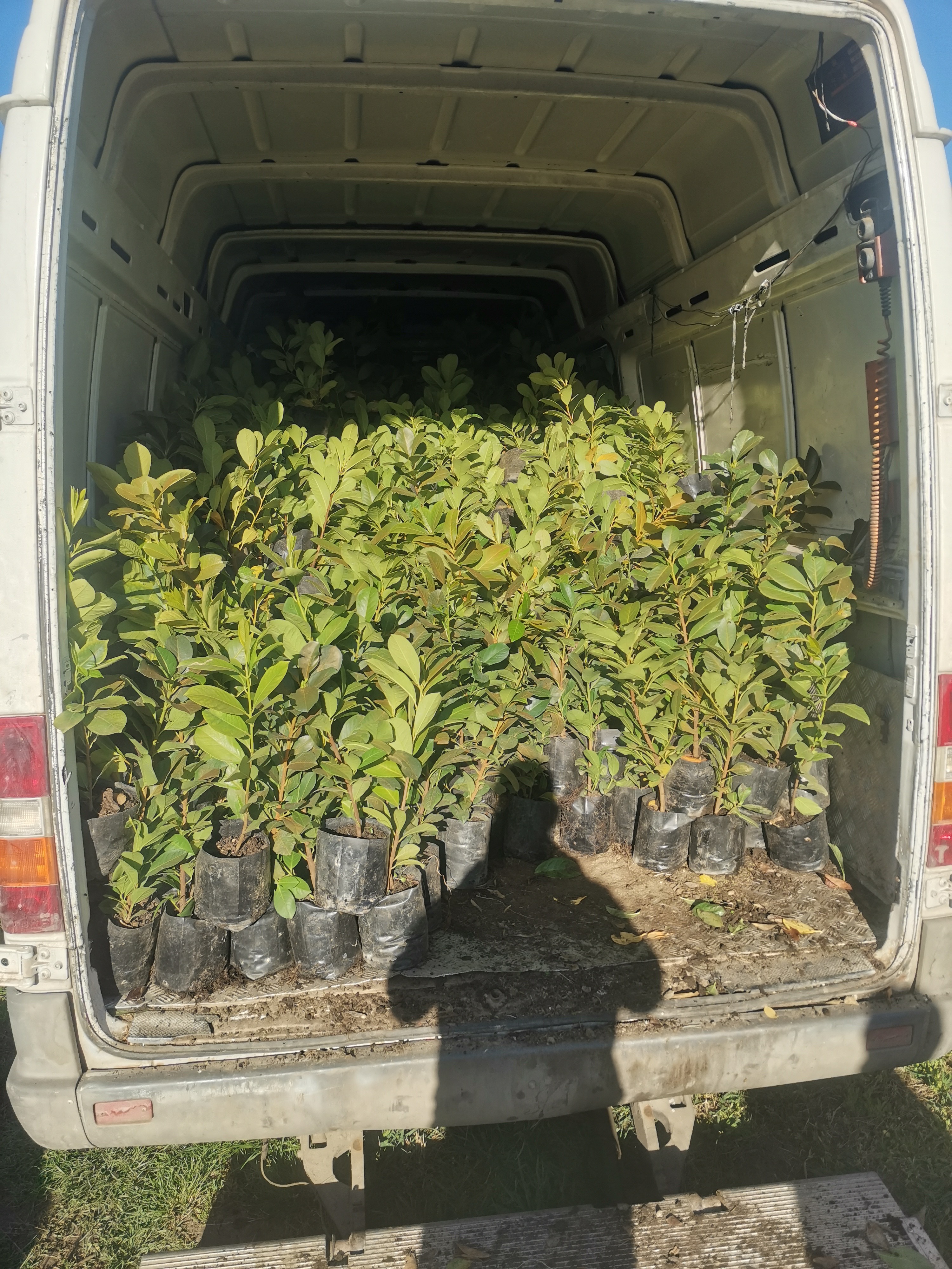 Rasadnik Tilija galerija 10