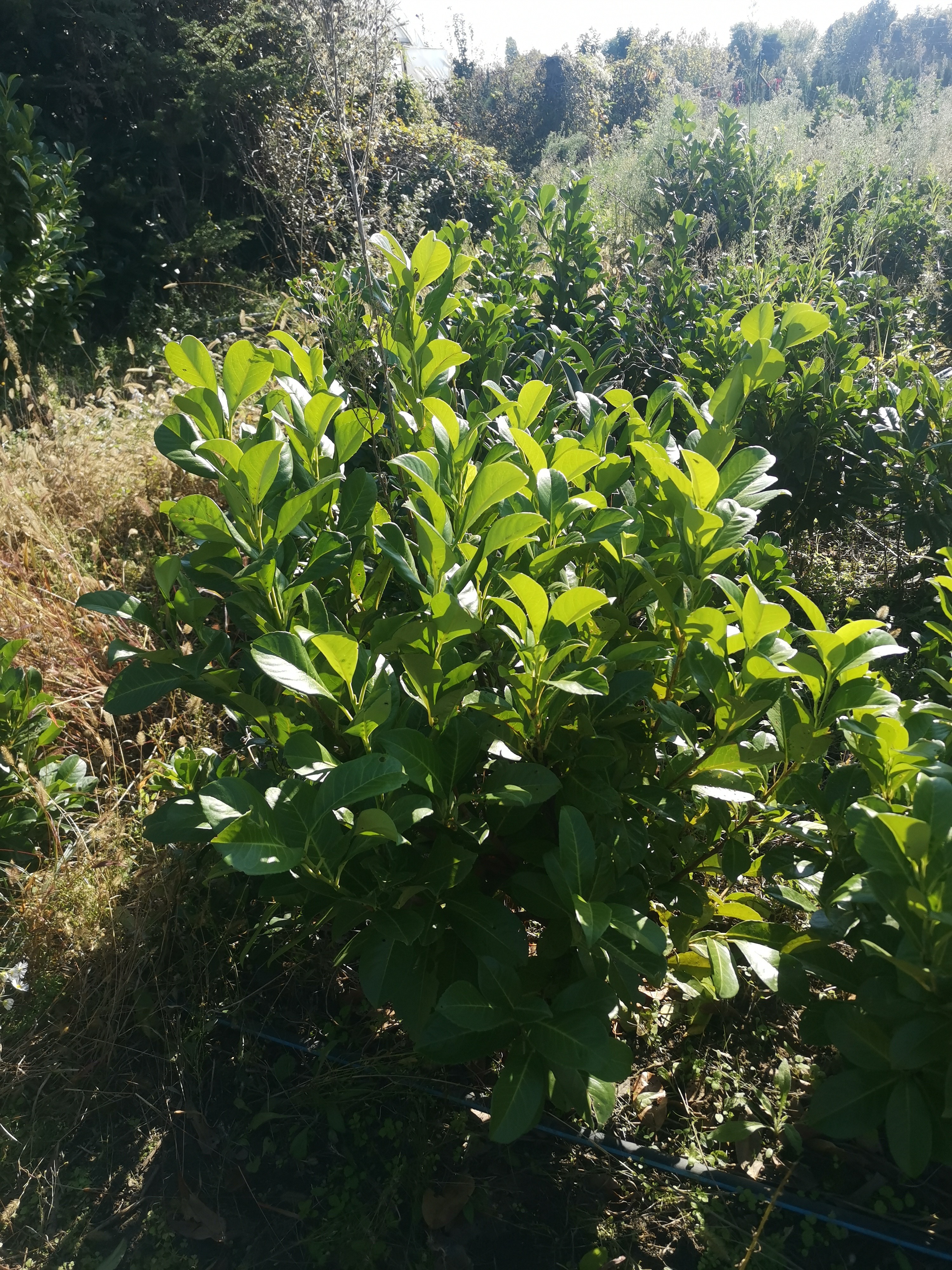 Rasadnik Tilija galerija 12