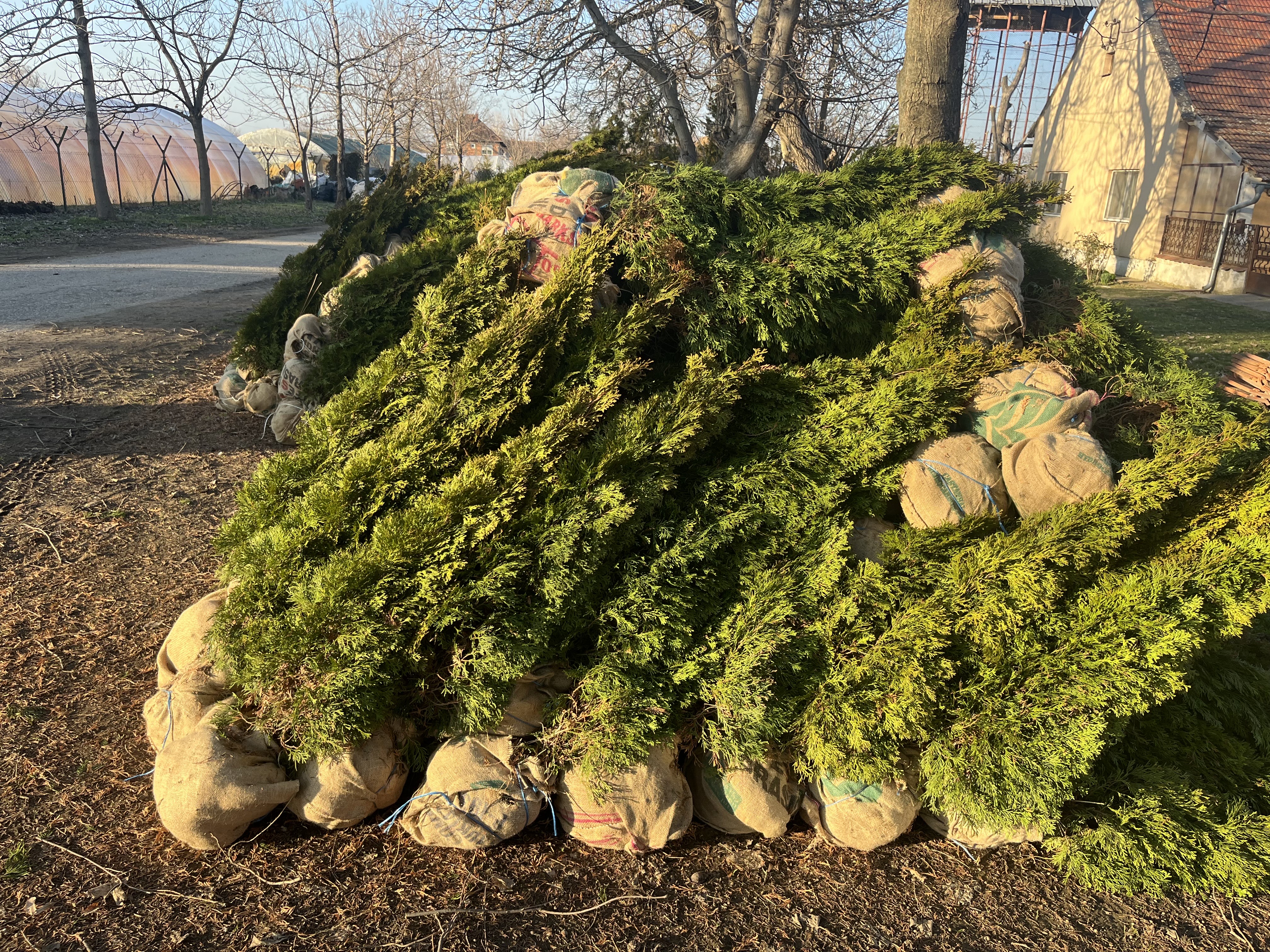 Rasadnik Tilija galerija 4