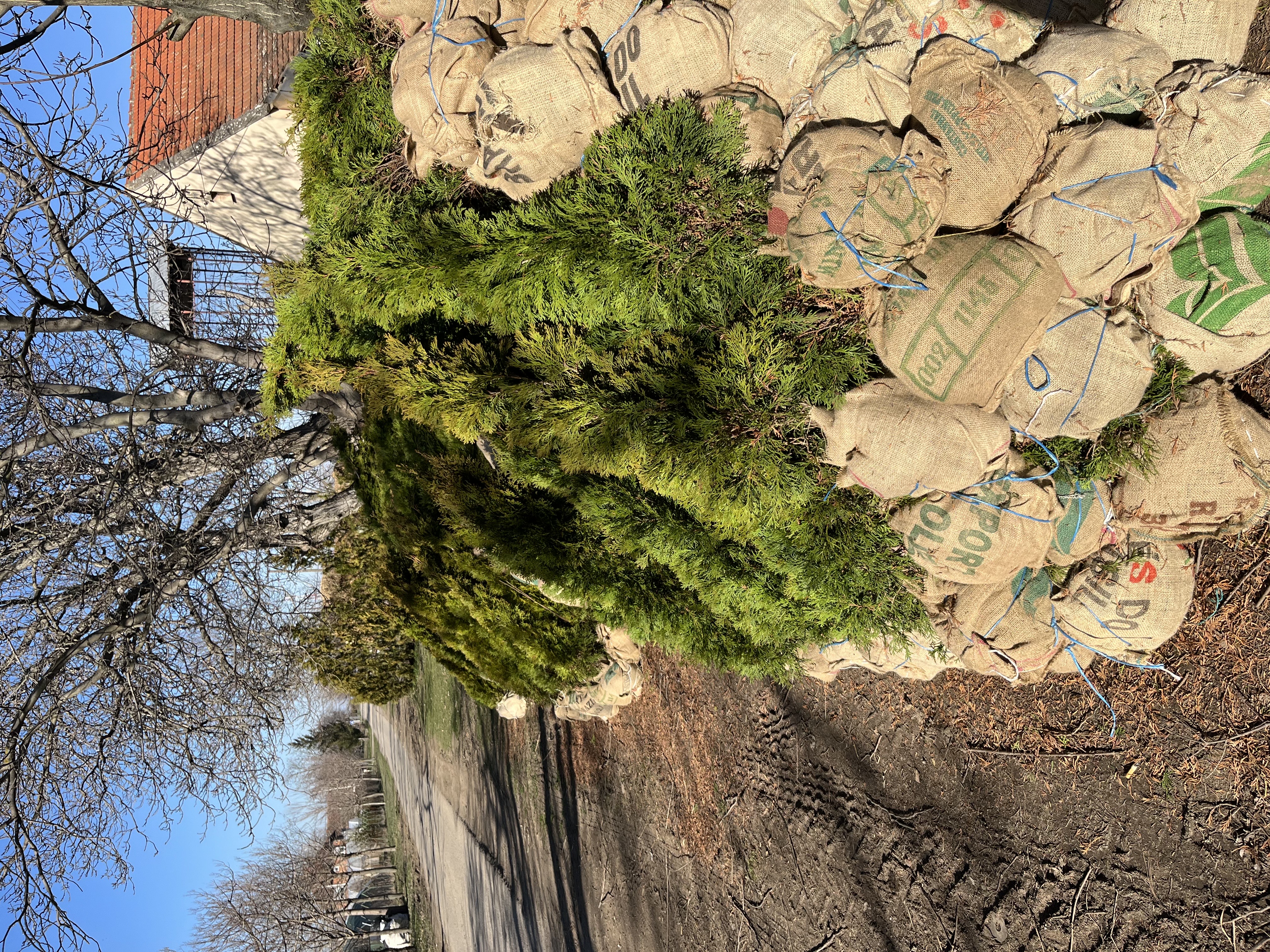 Rasadnik Tilija galerija 5