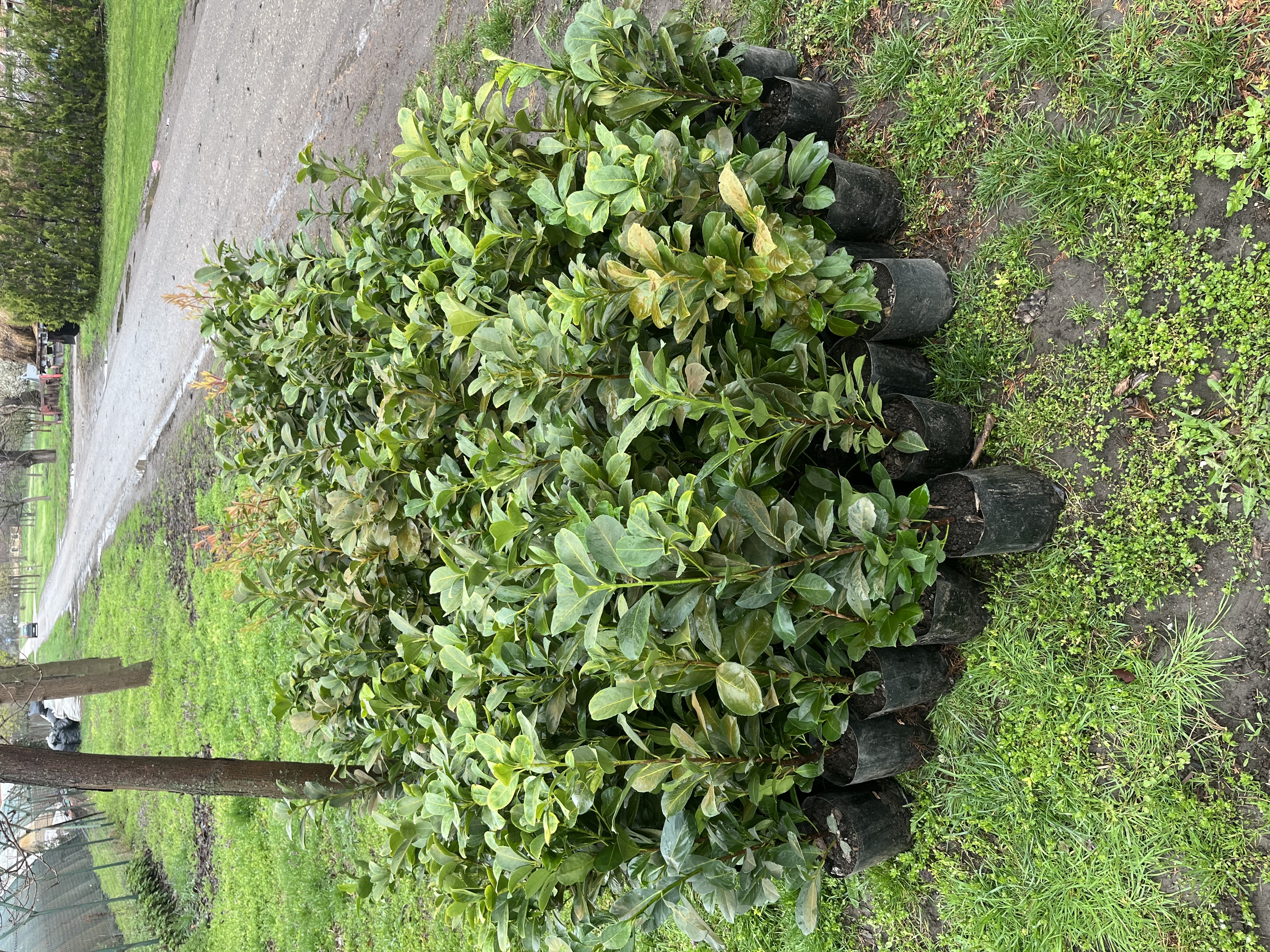 Rasadnik Tilija galerija 9