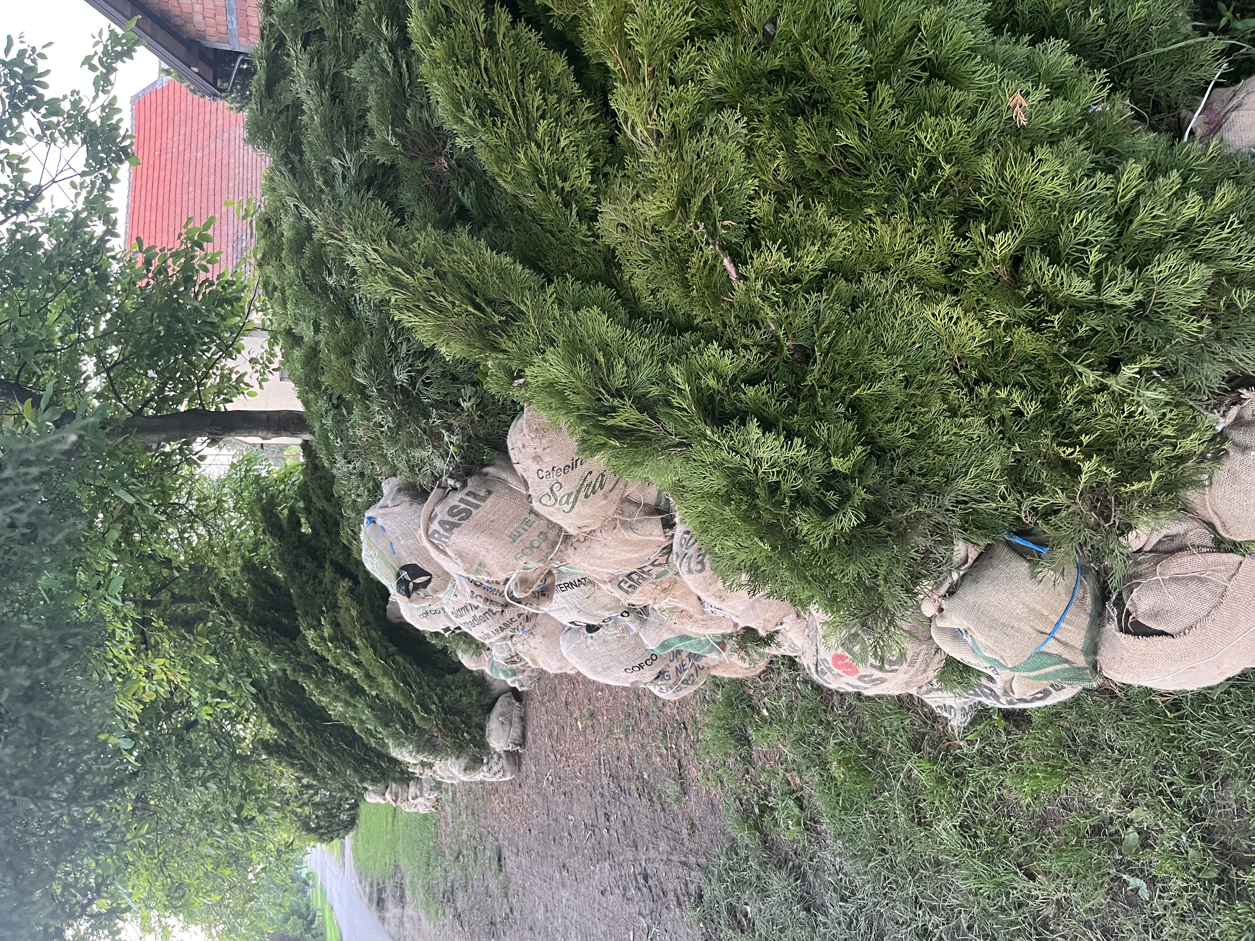 Rasadnik Tilija galerija 6