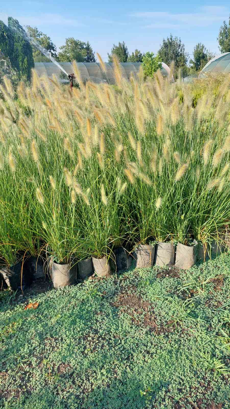 Pennisetum alopecuroides