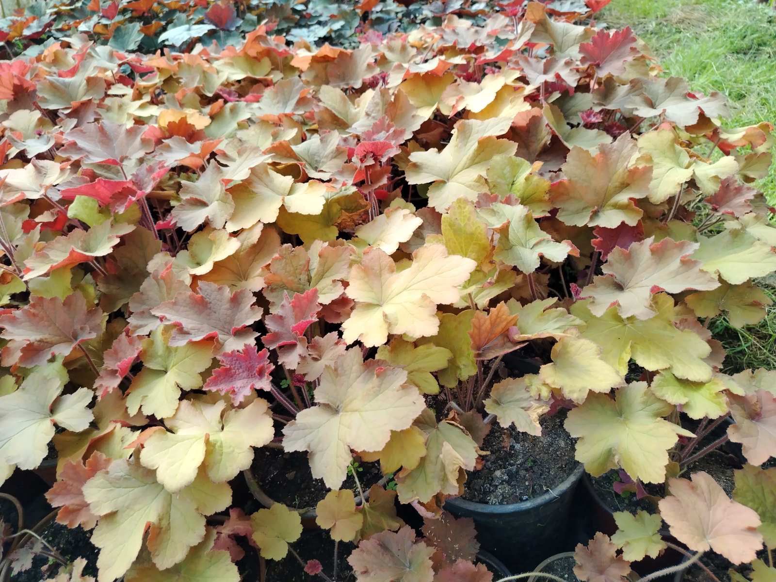 Heuchera