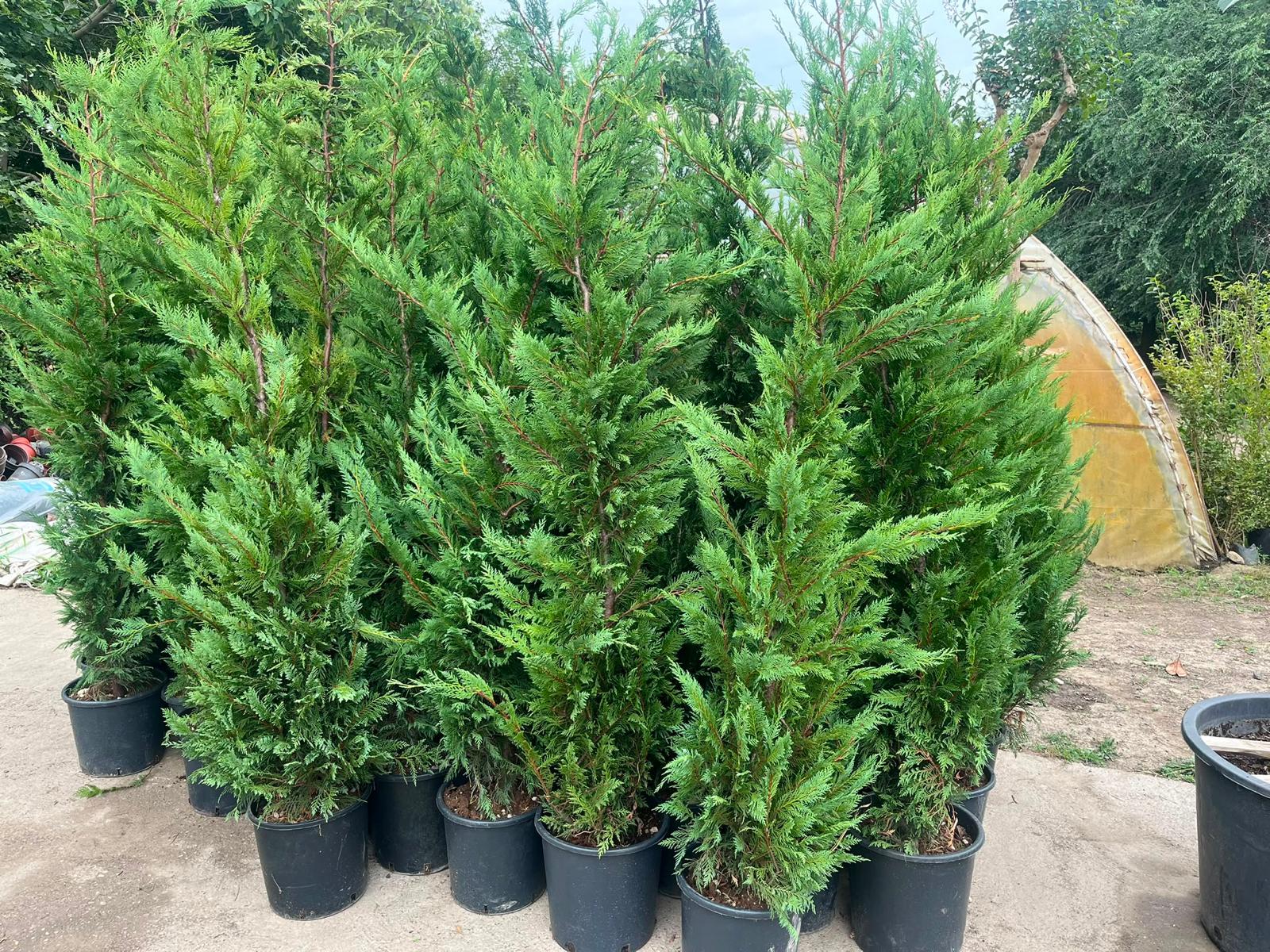 Lejlandi – najbrža živa ograda u Srbiji: sadnja, nega i orezivanje