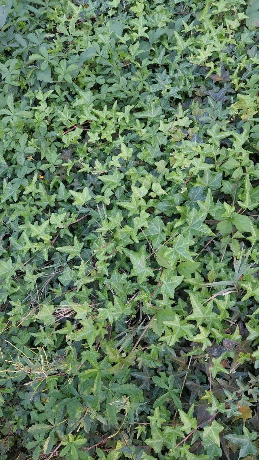 Bršljan (Hedera helix)