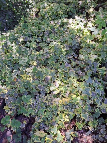 Bršljan (Hedera helix) - 2