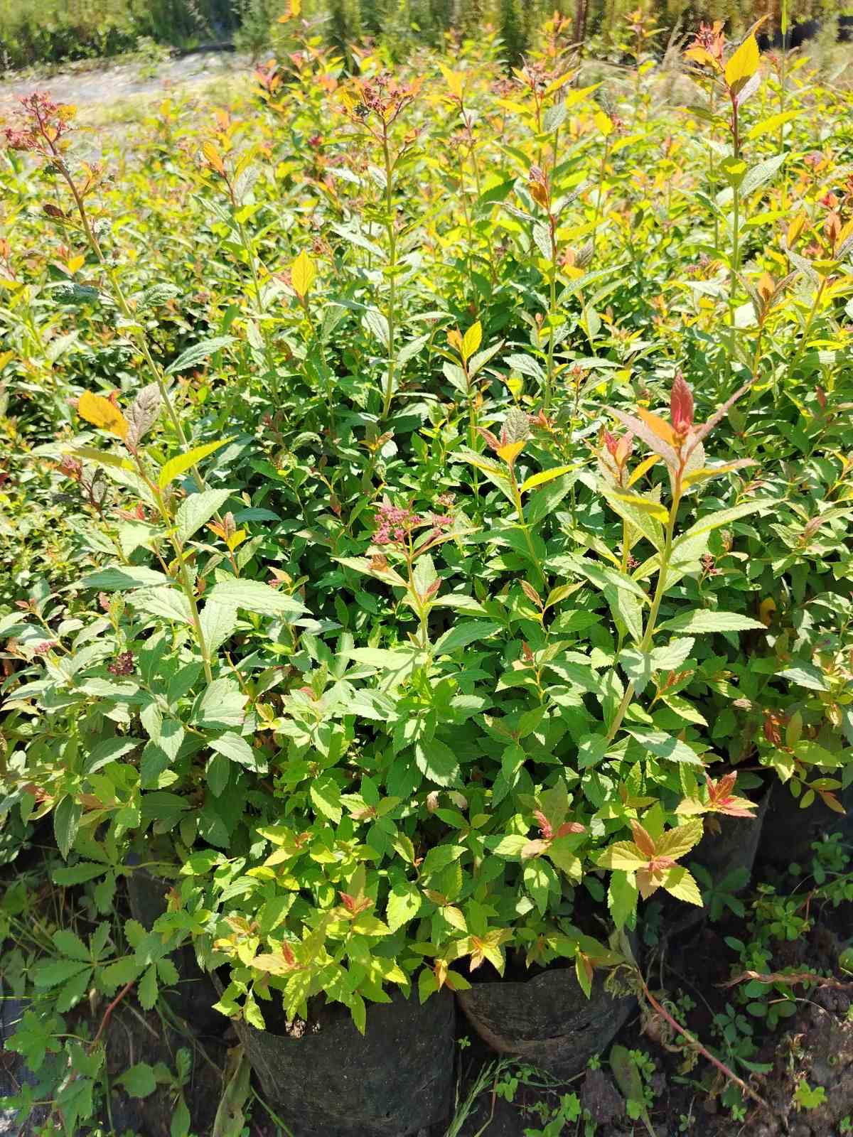 Spirea - 2
