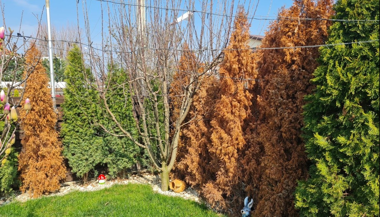 Zašto tuja žuti i suši se — kako da prepoznate pravi uzrok (i da li je normalno)